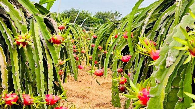 Lâm Đồng tái cấu trúc ngành thanh long theo hướng sản xuất sâu và phát  triển bền vững