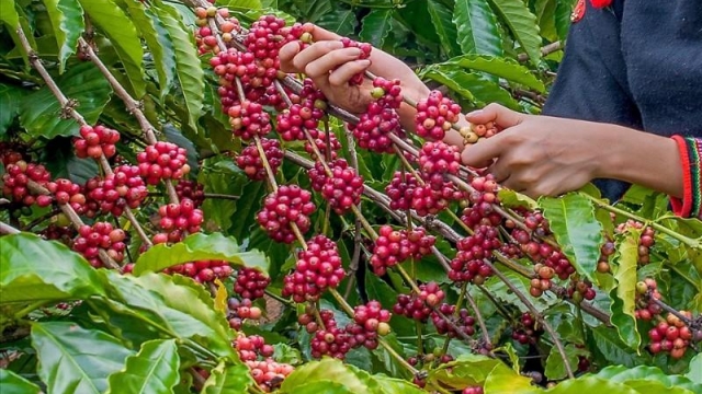 Giá cà phê hôm nay 11/7: Tăng sốc hơn 6.000 đồng/kg, vượt 98.000 đồng