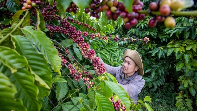 Giá cà phê hôm nay 16/8: Giảm thêm 600 đồng/kg
