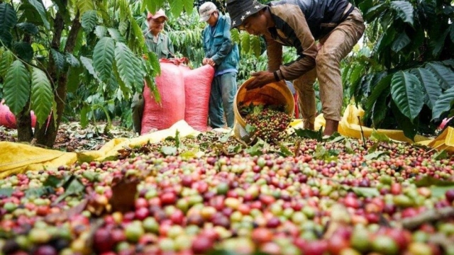 Giá cà phê hôm nay 23/8: Robusta rơi dưới 3.600 USD/tấn