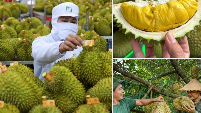 Gỡ rào cản, nâng thương hiệu để sầu riêng Việt chinh phục thị trường lớn