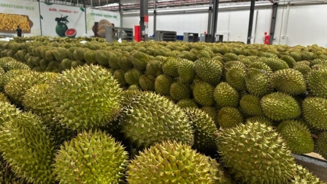 Không mở rộng diện tích sầu riêng; tập trung nâng cao năng suất, chất lượng