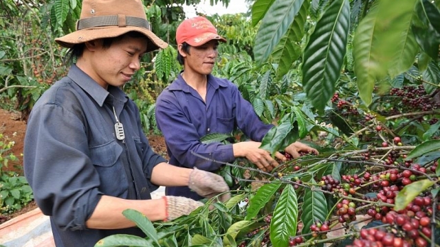 Giá cà phê hôm nay 17/8: Rơi xuống đáy 3 tuần