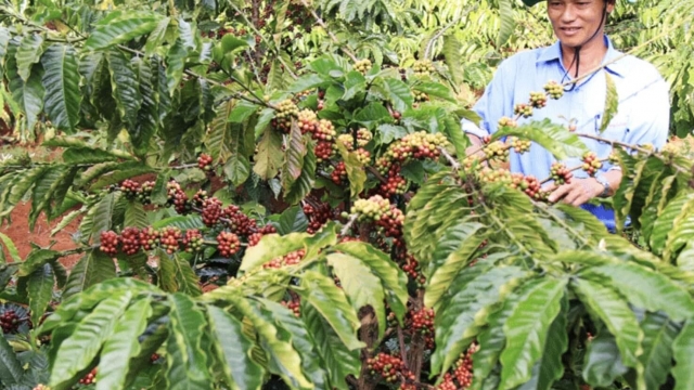 Giá cà phê hôm nay 14/9: Tăng 500 đồng/kg trong tuần