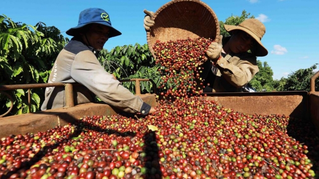 Giá cà phê hôm nay 29/8: Robusta chạm đáy 2 tháng
