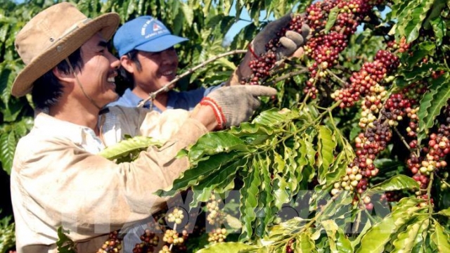 Giá cà phê hôm nay 24/8: Tăng 1.600 đồng/kg, cao nhất 96.500 đồng