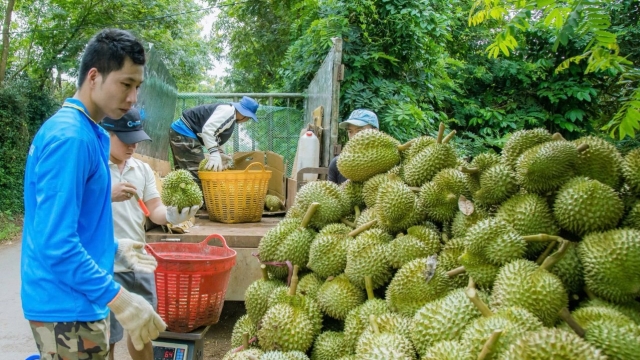 Bộ Công Thương: Có 14 doanh nghiệp Đài Loan nhập khẩu sầu riêng Việt Nam