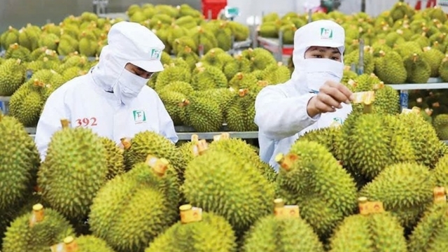 Đắk Lắk tăng tốc chuẩn hóa sầu riêng, mở rộng dư địa xuất khẩu chính ngạch sang Trung Quốc
