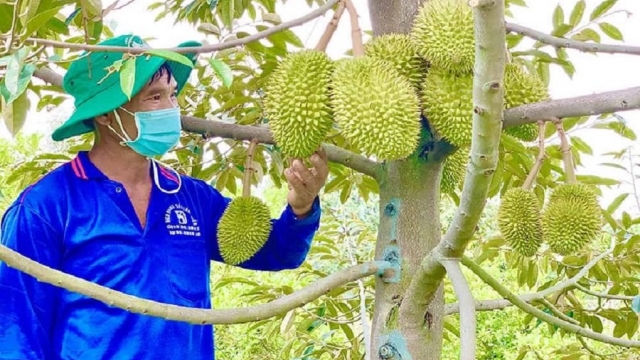 Sầu riêng Lâm Đồng có thêm 13 mã số vùng trồng, với diện tích 473,7ha được Trung Quốc phê duyệt