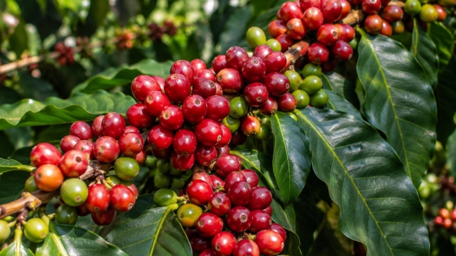 Giá cà phê hôm nay 4/10: Giá Robusta lên đỉnh 5 tuần