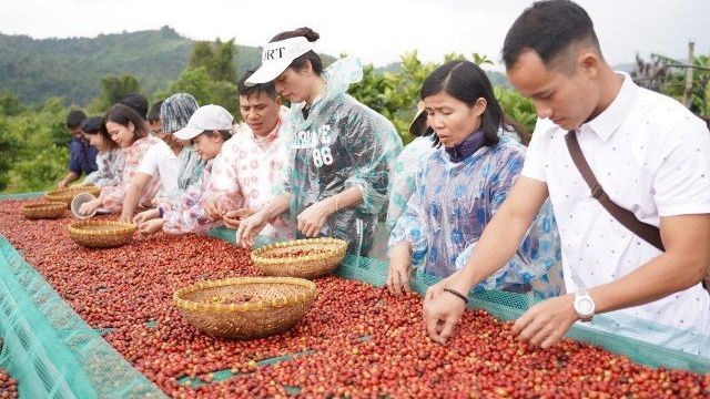 Cà phê Khe Sanh: 100 năm từ vùng đất lịch sử đến khát vọng vươn tầm quốc tế