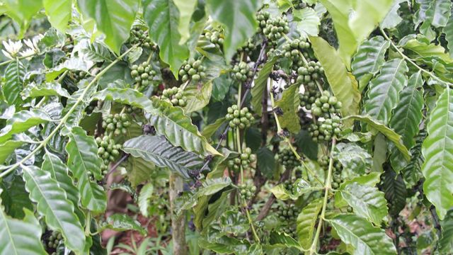 Giá cà phê hôm nay 28/10: Thấp nhất gần 88.000 đồng/kg