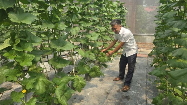 Bắc Ninh: Nâng cao tiêu chuẩn an toàn nông sản, mở rộng thị trường xuất khẩu