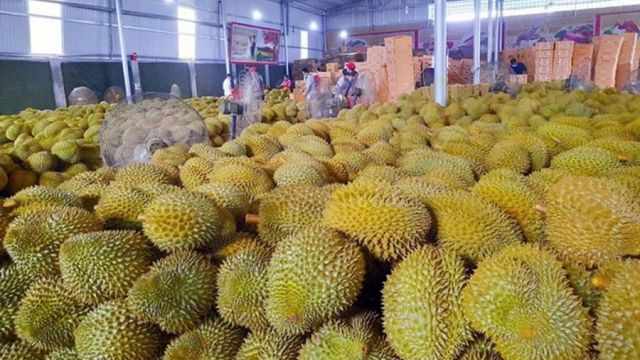 Giá sầu riêng hôm nay 28/10: Thị trường biến động