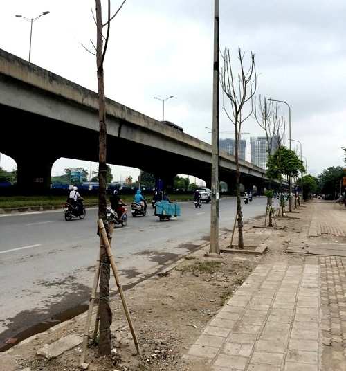 Tại một số tuyến đường Hà Nội: Kiểm tra cây xanh mới trồng đã chết khô - Hình 1