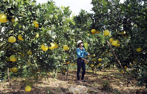 Ngày hội trái cây Lục Ngạn lần thứ nhất - Hình 1