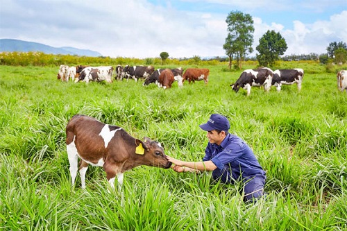 Vinamilk đạt chứng nhận trang trại bò sữa Organic đầu tiên tại Việt Nam - Hình 3