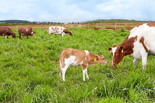 Vinamilk đạt chứng nhận trang trại bò sữa Organic đầu tiên tại Việt Nam - Hình 1