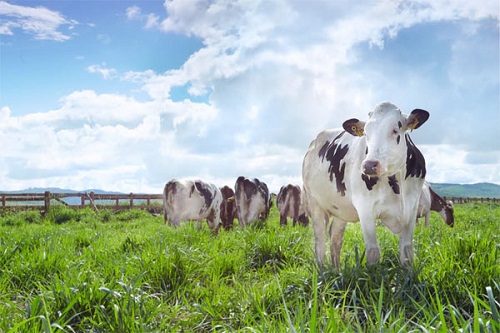 Vinamilk đạt chứng nhận trang trại bò sữa Organic đầu tiên tại Việt Nam - Hình 2