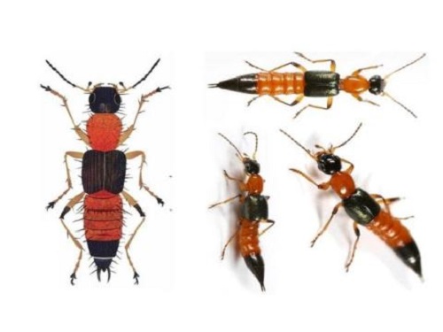 Kiến ba khoang chứa độc tố gấp 15 lần nọc rắn hổ