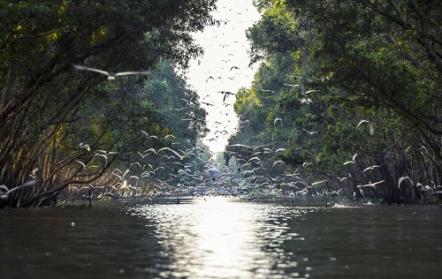 Đồng Tháp: 90 tỷ đồng xây dựng VQG Tràm Chim