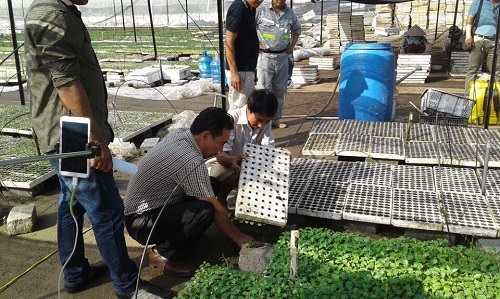 Cà gai leo và ước mơ dược phẩm sạch - Hình 2