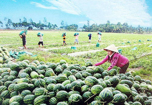Triển khai thí điểm liên kết phát triển KTXH vùng ĐBSCL - Hình 1
