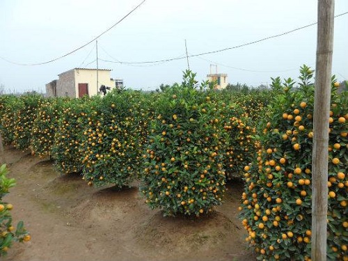 Vui buồn cùng nghề trồng Quất cảnh