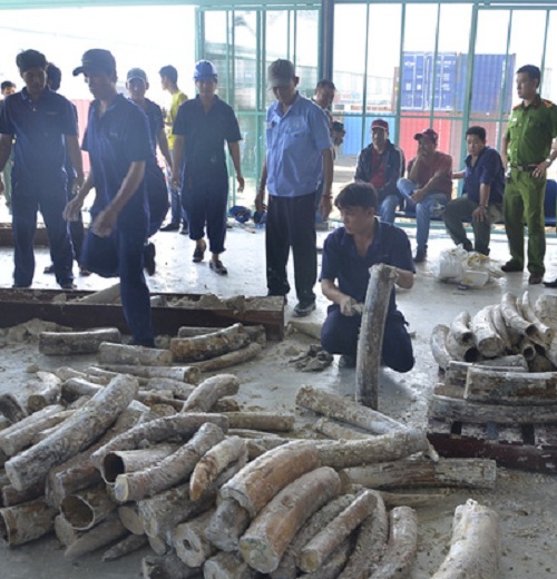 Gần nửa tấn ngà voi giấu trong gỗ bị phát hiện