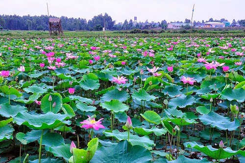 Công bố nhãn hiệu Sen Tháp Mười
