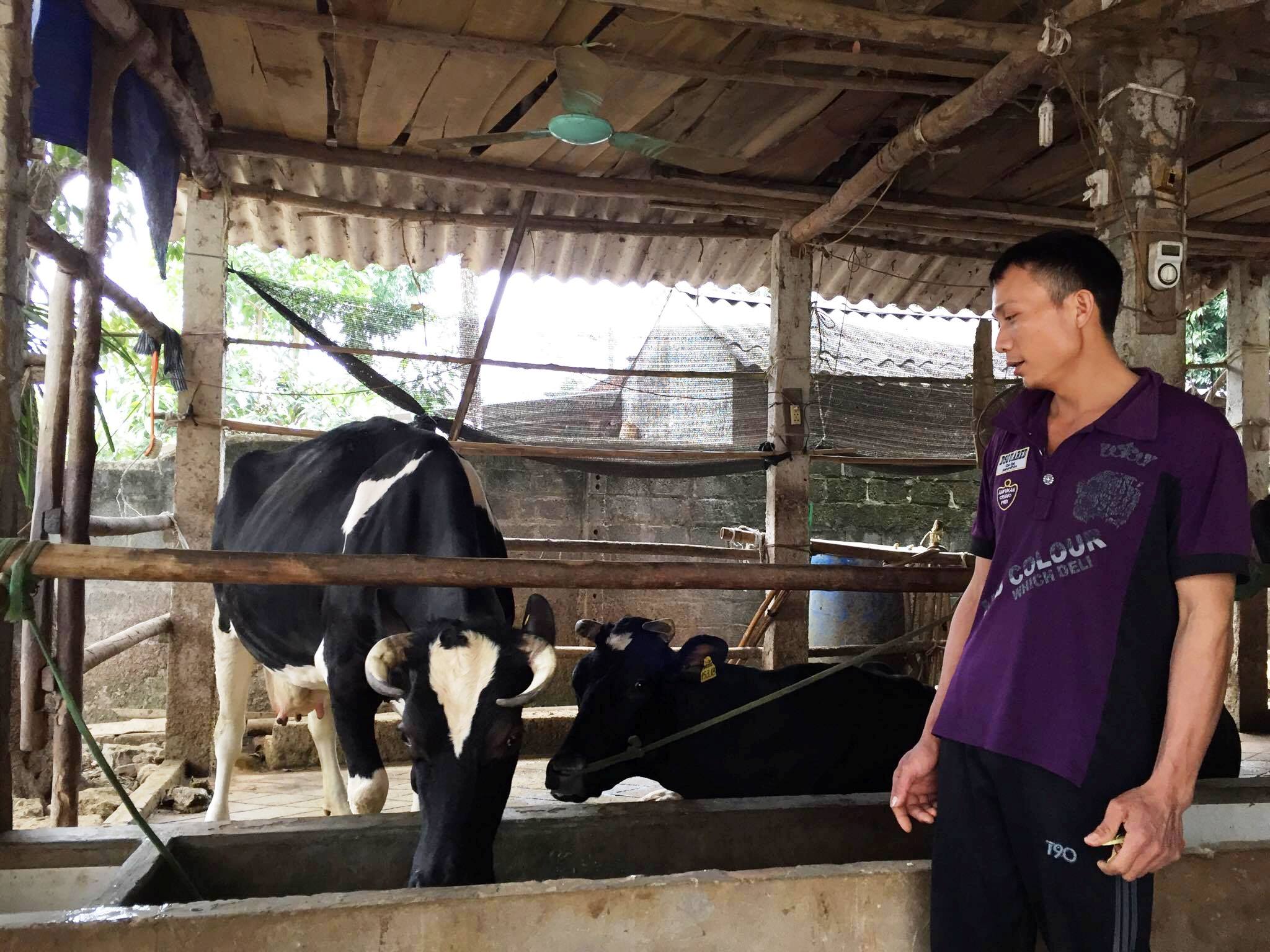 Giá sữa rẻ (Ba Vì, Hà Nội): Người nuôi bò sữa “khóc ròng”