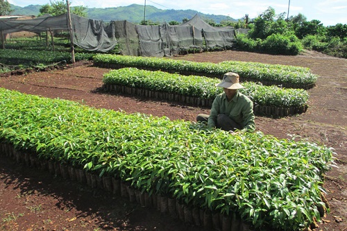 Hỗ trợ giống cây trồng cho 9 tỉnh