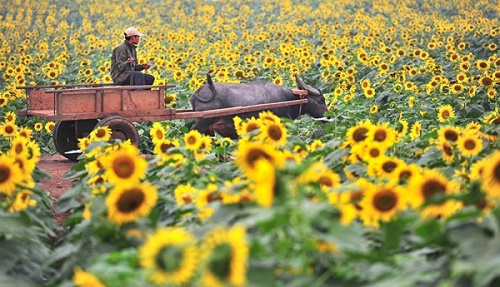 Nghệ An tất bật chuẩn bị cho Ngày hội Hoa hướng dương 2016