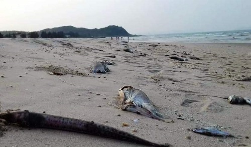 Vụ sự cố môi trường Formosa: Khiển trách 6 cán bộ