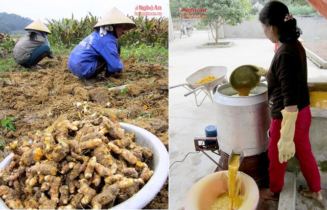 Nông dân Nghệ An trồng nghệ và chế biến tinh bột cho thu nhập 700 triệu đồng/ha - Hình 1