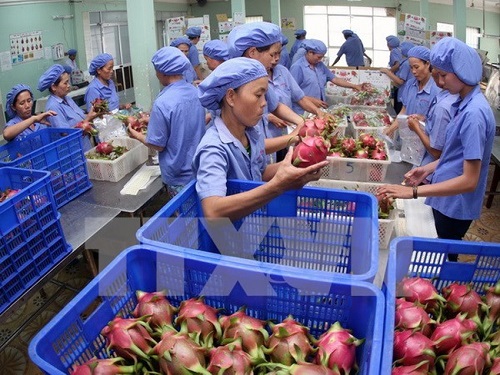 Dự kiến xuất khẩu rau quả của Việt nam đạt khoảng 2,5 tỷ USD năm 2016