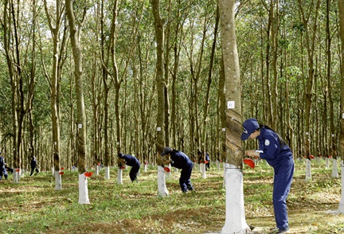 Xuất khẩu cao su đạt 4,36 tỷ USD
