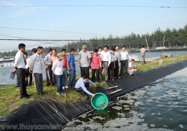 Trợ giá lưu giữ, sản xuất giống gốc giống thủy sản