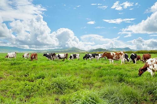 Vinamilk chính thức ra mắt sản phẩm sữa tươi 100% Organic đầu tiên tại Việt Nam - Hình 2