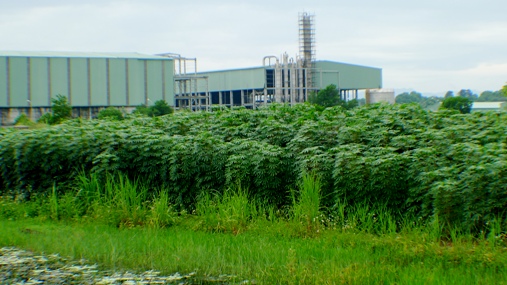 Kỳ 8: “Góc khuất” từ việc đầu tư, phát triển vùng nguyên liệu sắn KM94?