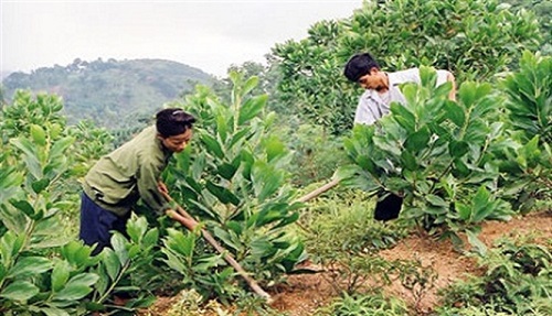 Quy định về khoán rừng, vườn cây, diện tích mặt nước - Hình 1