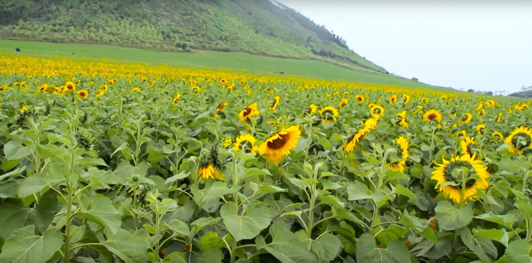 Say theo những “đoá mặt trời”