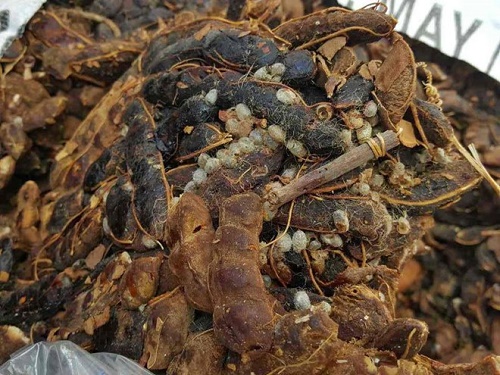 Tạm ngừng nhập khẩu quả me từ Indonesia do bị nhiễm mọt