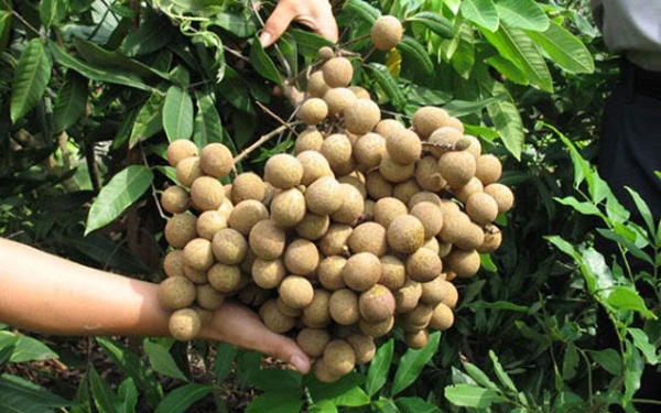 Hưng Yên hình thành các vùng nông nghiệp quy mô lớn, khép kín