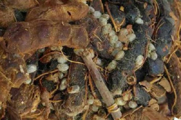 Tạm ngừng nhập khẩu quả me từ Indonesia