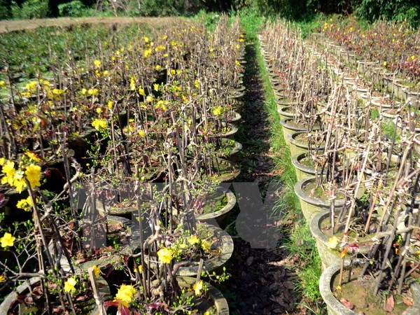 TP. HCM: Điêu đứng cho những người trồng mai vì mưa trái mùa