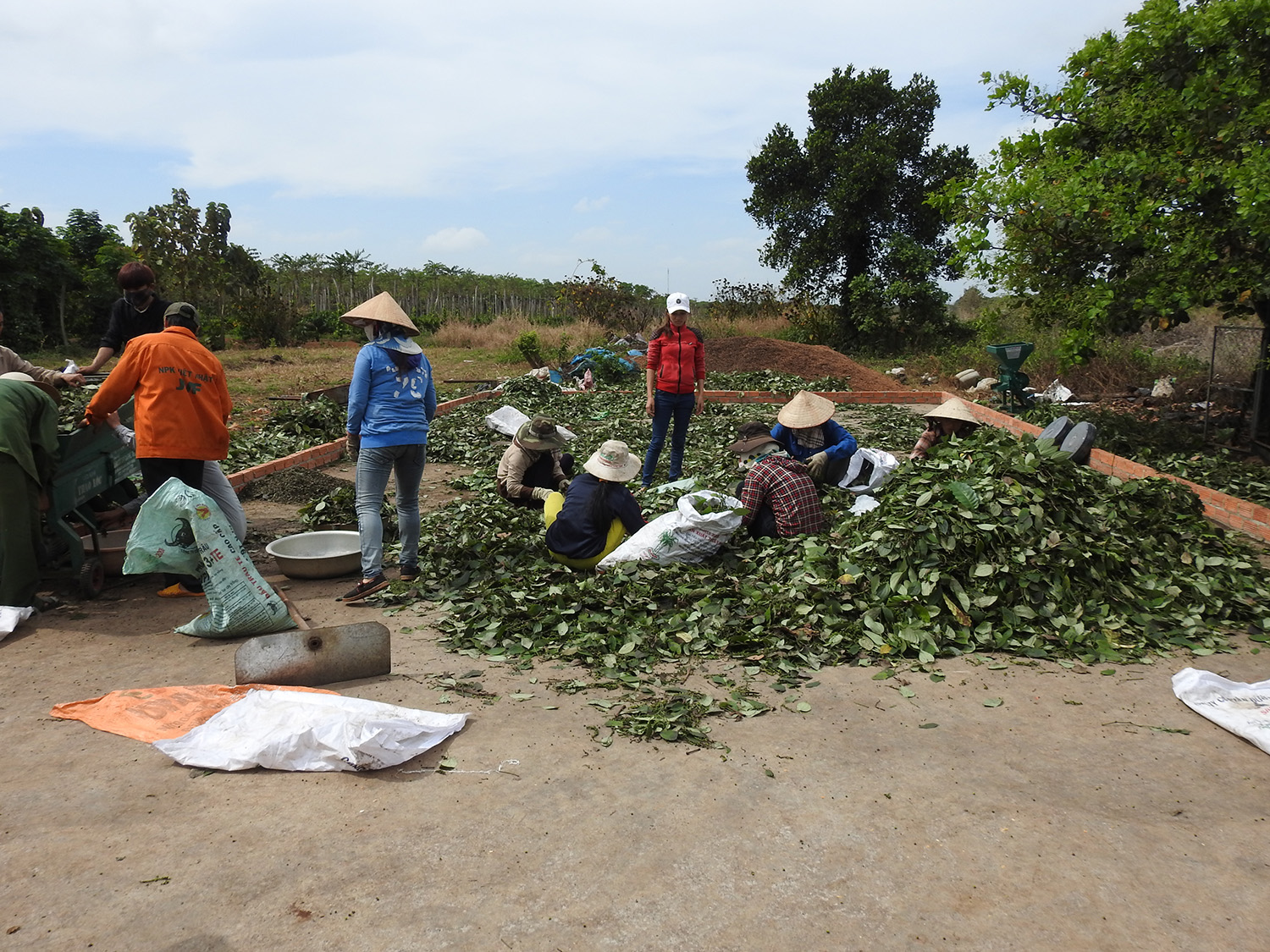 Đắk Lắk: “Trắng tay” sau một đêm vì nạn trộm, phá tiêu