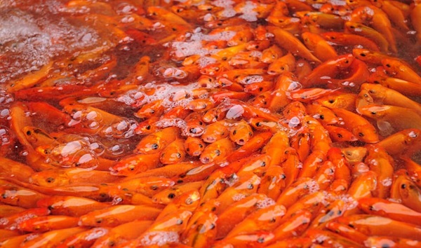 Lưu ý khi chọn cá chép cúng ông Công – ông Táo