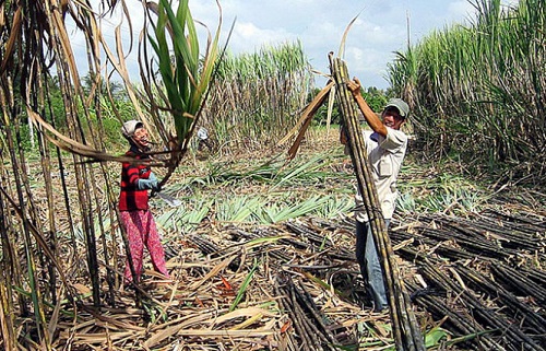 Lượng đường sản xuất trong nước giảm hơn 180.000 tấn