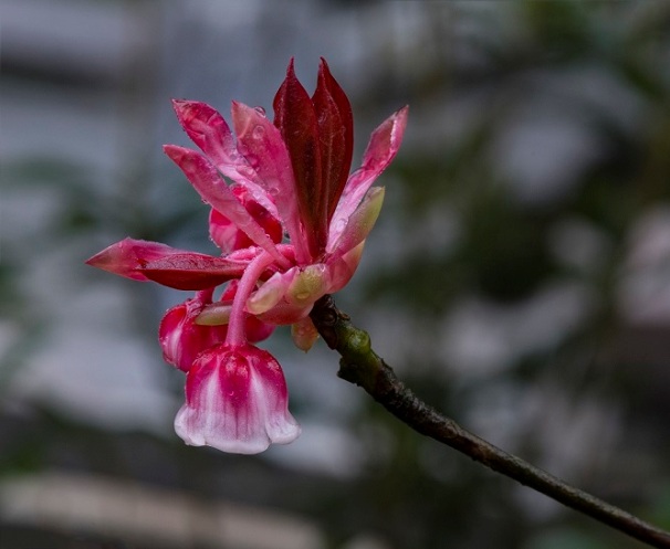 Du xuân lên đỉnh Bà Nà ngắm đào chuông